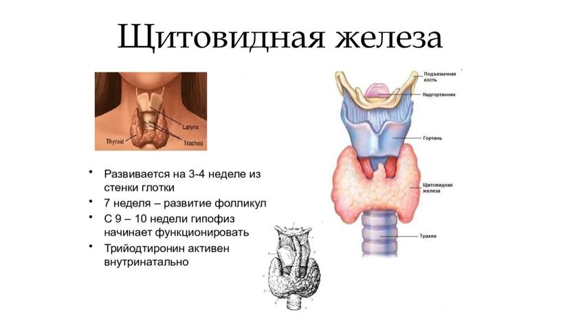 Щитовидная железа