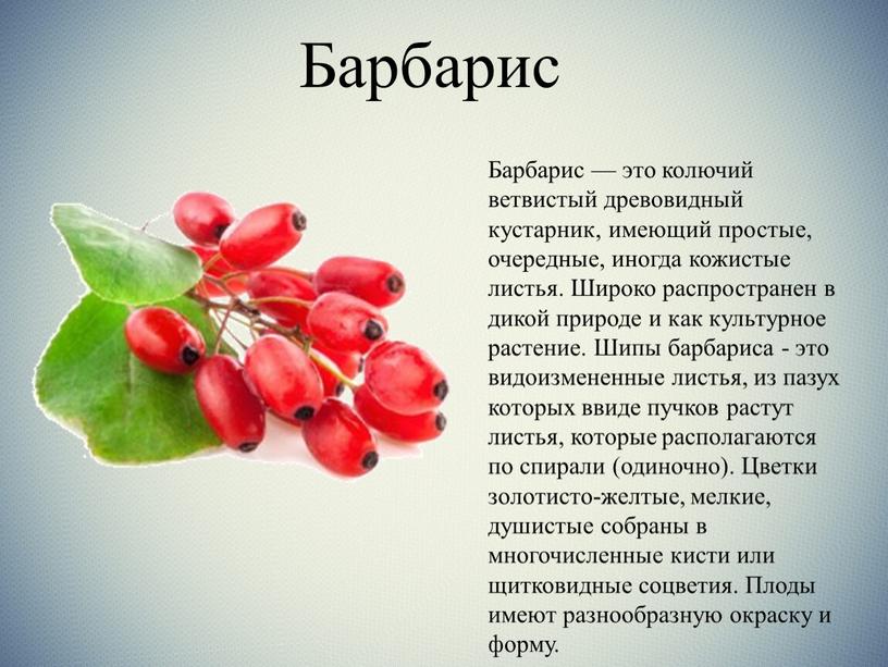 Барбарис Барбарис — это колючий ветвистый древовидный кустарник, имеющий простые, очередные, иногда кожистые листья