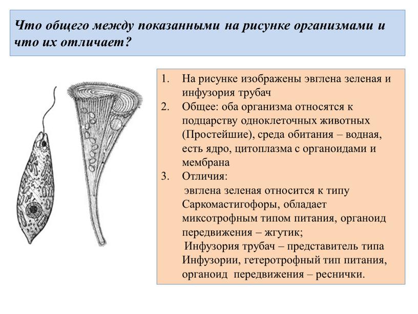 Что общего между показанными на рисунке организмами и что их отличает?