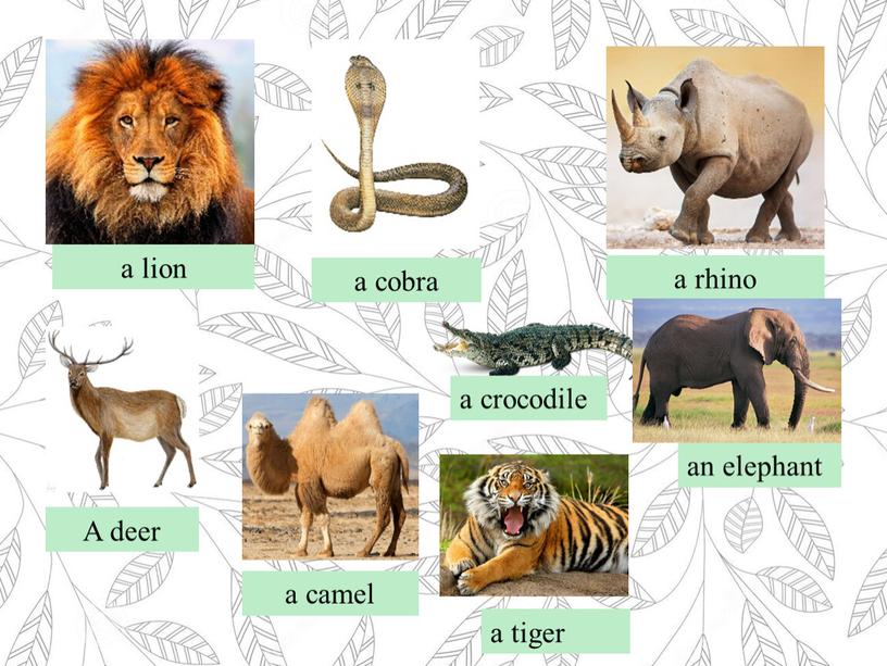 A deer a cobra a rhino a lion a camel a crocodile an elephant a tiger