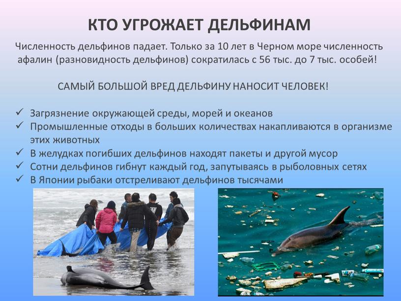 КТО УГРОЖАЕТ ДЕЛЬФИНАМ Численность дельфинов падает