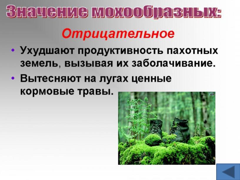 Презентация по биологии "Меховое одеяло земли" (7 класс)