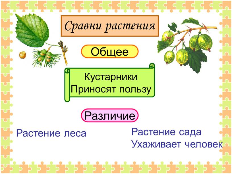 Сравни растения Общее Кустарники