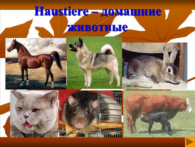 Haustiere – домашние животные