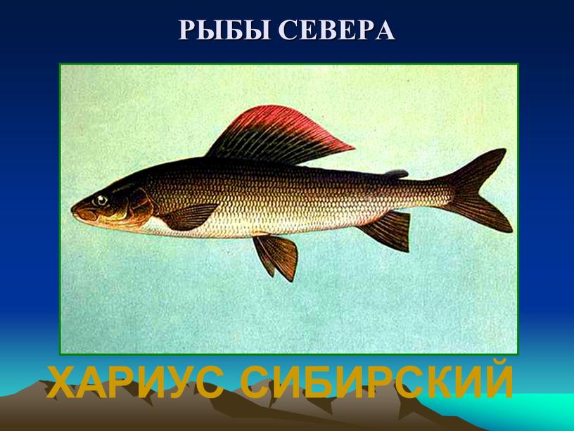 РЫБЫ СЕВЕРА ХАРИУС СИБИРСКИЙ