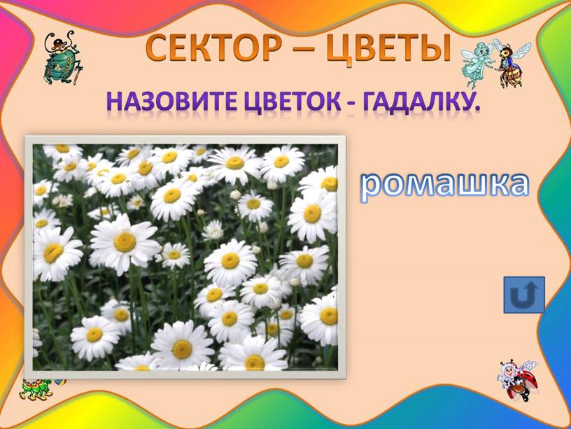 СЕКТОР – ЦВЕТЫ Назовите цветок - гадалку