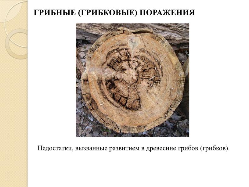 ГРИБНЫЕ (ГРИБКОВЫЕ) ПОРАЖЕНИЯ Недостатки, вызванные развитием в древесине грибов (грибков)
