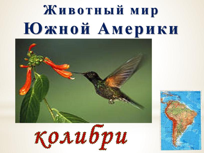 Животный мир Южной Америки колибри