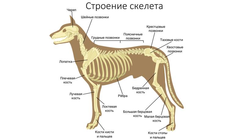 Строение скелета