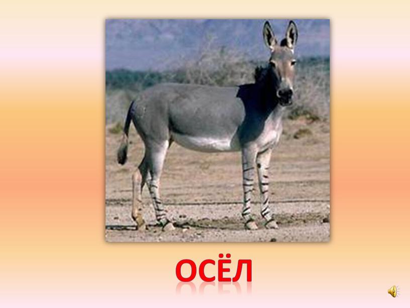 осёл