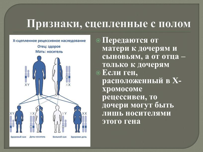 Признаки, сцепленные с полом Передаются от матери к дочерям и сыновьям, а от отца – только к дочерям