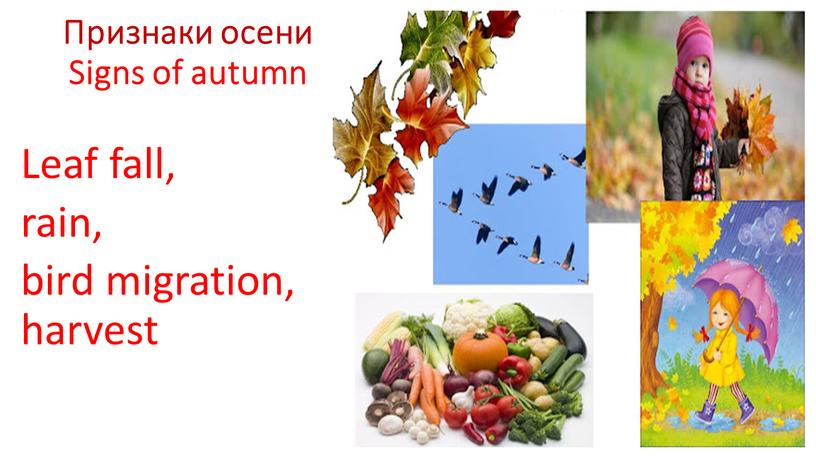 Признаки осени Signs of autumn