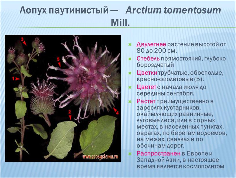 Лопух паутинистый — Arctium tomentosum