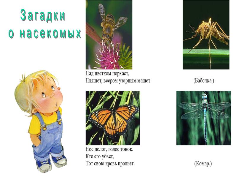 Загадки о насекомых