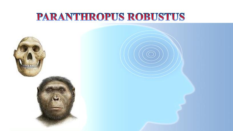 PARANTHROPUS ROBUSTUS