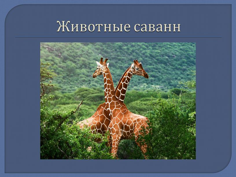 Животные саванн