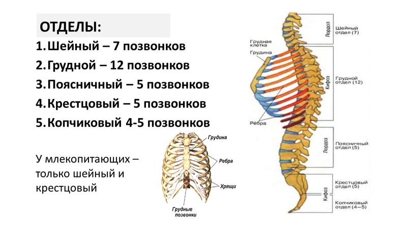 ОТДЕЛЫ: Шейный – 7 позвонков Грудной – 12 позвонков