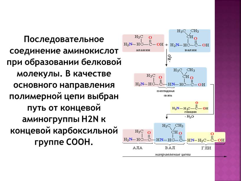 Последовательное соединение аминокислот при образовании белковой молекулы