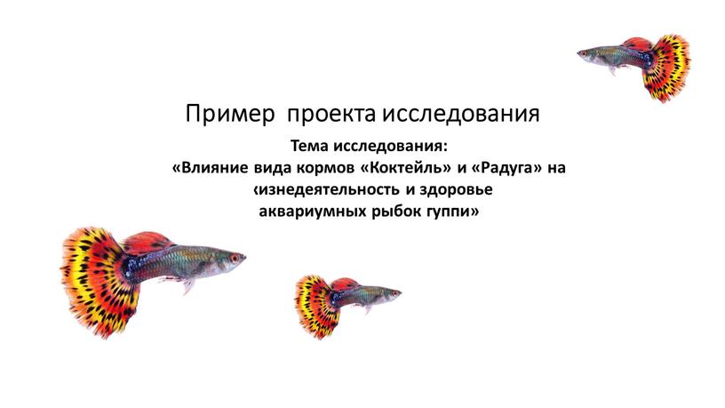 Пример проекта исследования Тема исследования: «Влияние вида кормов «Коктейль» и «Радуга» на жизнедеятельность и здоровье аквариумных рыбок гуппи»
