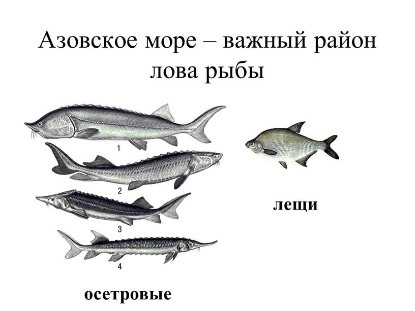 Азовское море – важный район лова рыбы осетровые лещи