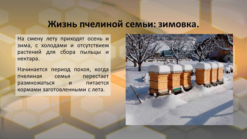 Жизнь пчелиной семьи: зимовка.