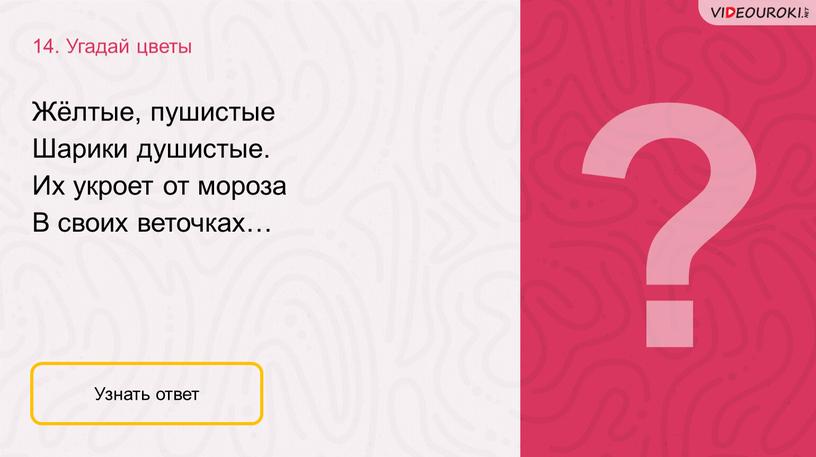 Угадай цветы Узнать ответ Жёлтые, пушистые