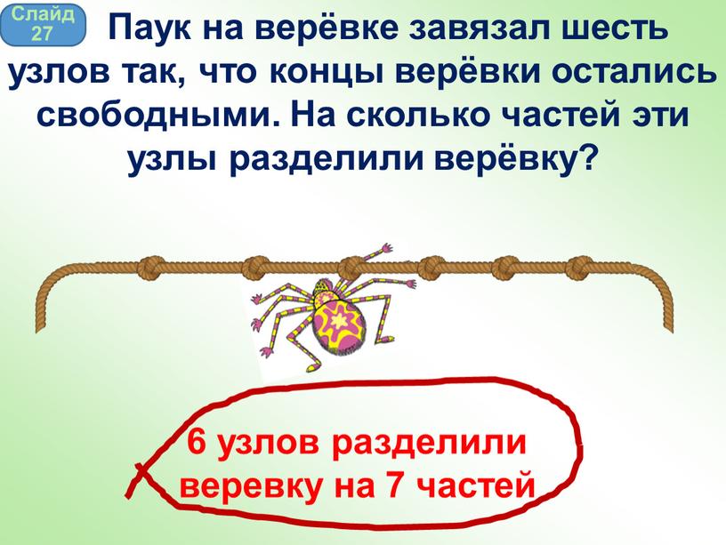 Слайд 27 Паук на верёвке завязал шесть узлов так, что концы верёвки остались свободными