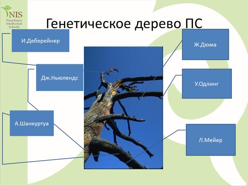 Генетическое дерево ПС И.Деберейнер