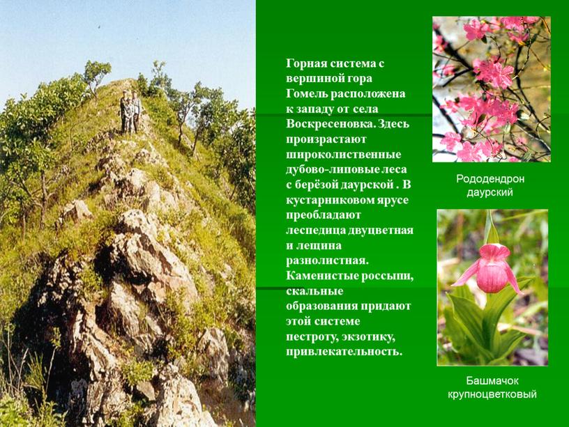 Рододендрон даурский Башмачок крупноцветковый