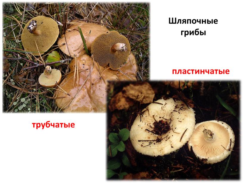 Шляпочные грибы трубчатые пластинчатые