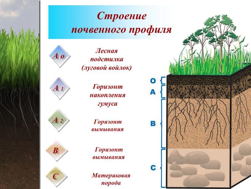 А о Лесная подстилка (луговой войлок)