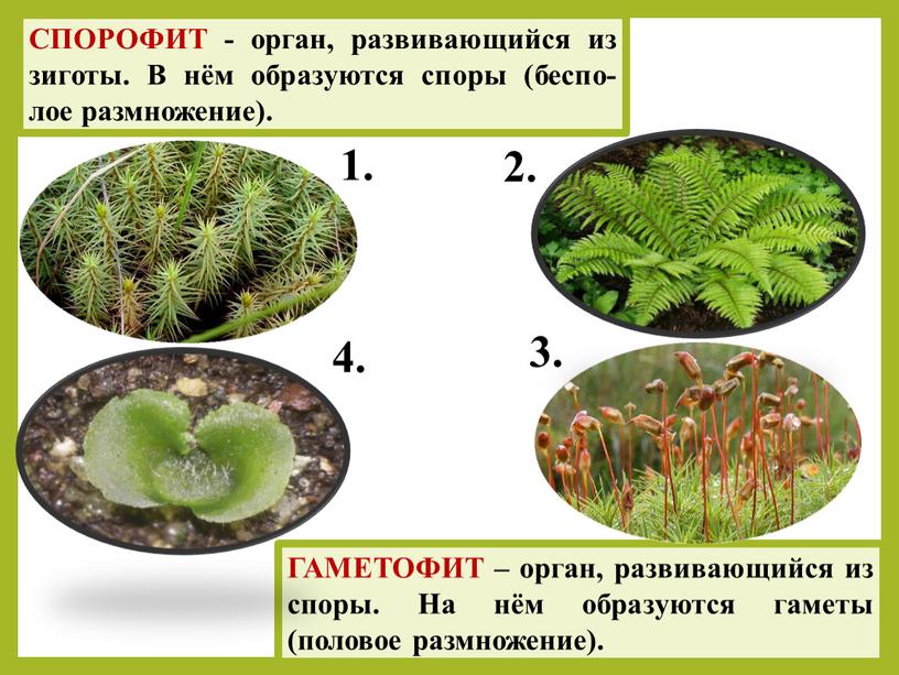 СПОРОФИТ - орган, развивающийся из зиготы