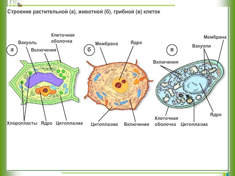 Строение клеток растений животных грибов