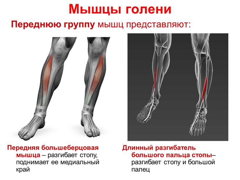 Мышцы голени Переднюю группу мышц представляют: