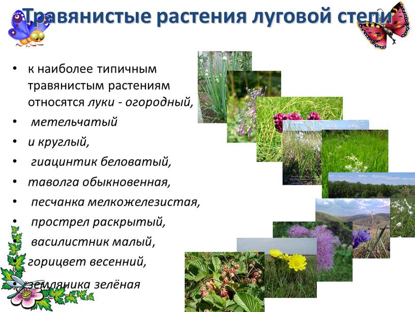Травянистые растения луговой степи к наиболее типичным травянистым растениям относятся луки - огородный, метельчатый и круглый, гиацинтик беловатый, таволга обыкновенная, песчанка мелкожелезистая, прострел раскрытый, василистник…