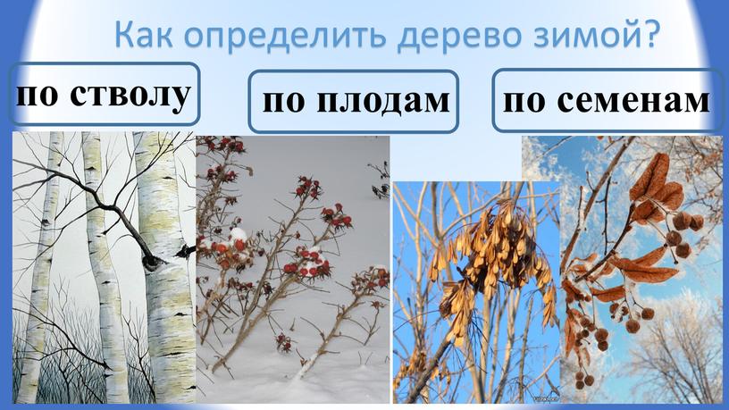 Как определить дерево зимой?