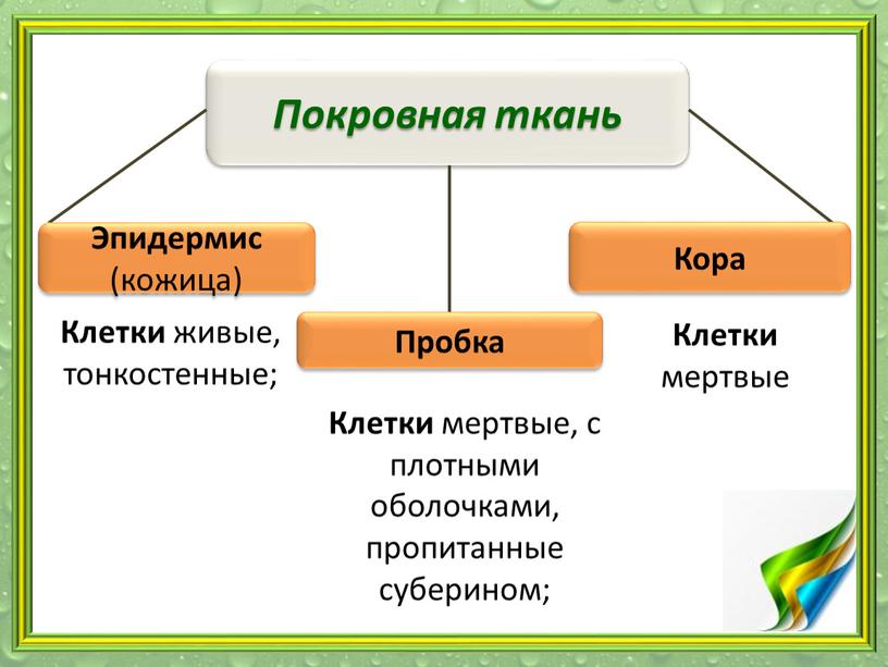 Покровная ткань Кора Эпидермис (кожица)