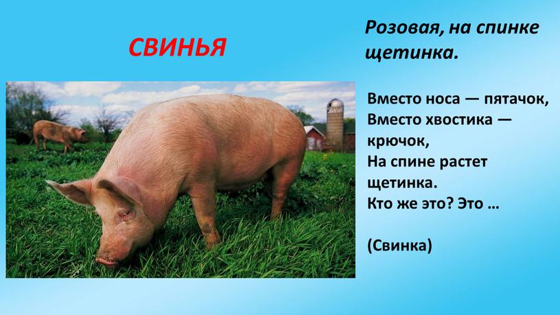 СВИНЬЯ Розовая, на спинке щетинка