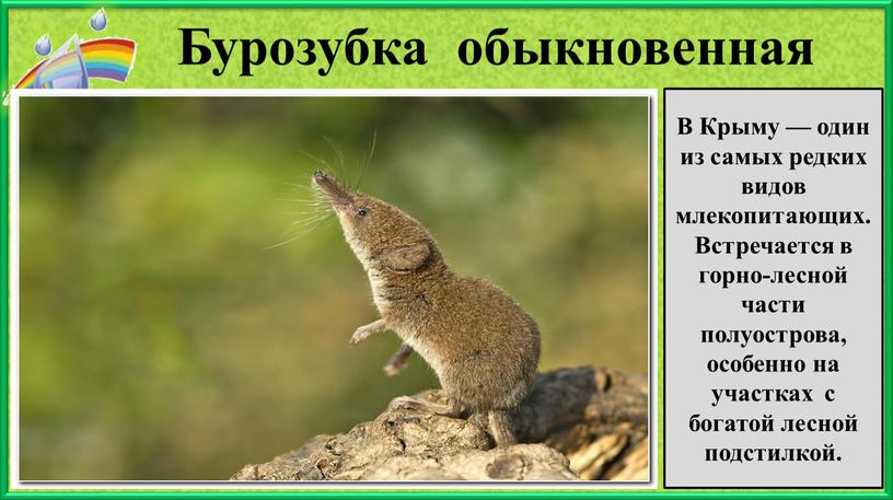 Бурозубка обыкновенная В Крыму — один из самых редких видов млекопитающих