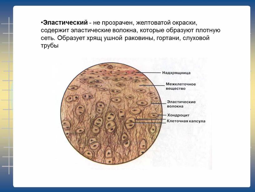 Эластический - не прозрачен, желтоватой окраски, содержит эластические волокна, которые образуют плотную сеть