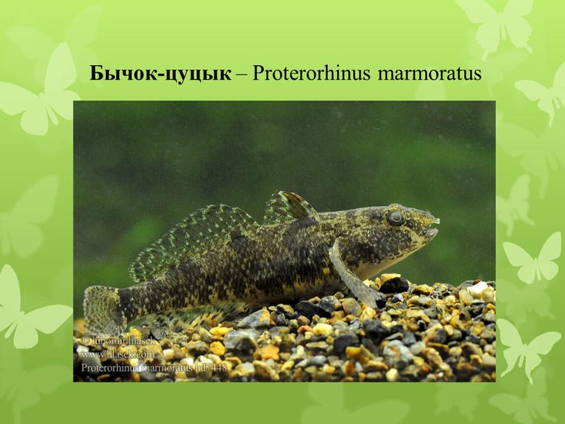 Бычок-цуцык – Proterorhinus marmoratus