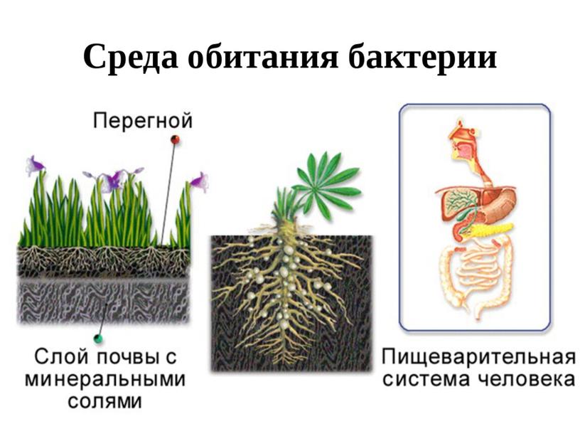 Презентация  к уроку "Бактерии"