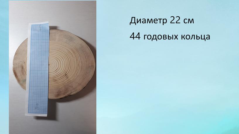 Диаметр 22 см 44 годовых кольца