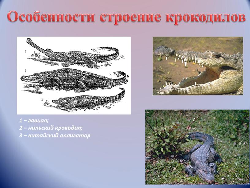 Особенности строение крокодилов 1 – гавиал; 2 – нильский крокодил; 3 – китайский аллигатор