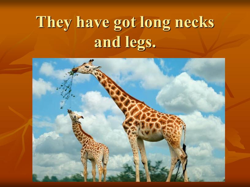 They have got long necks and legs
