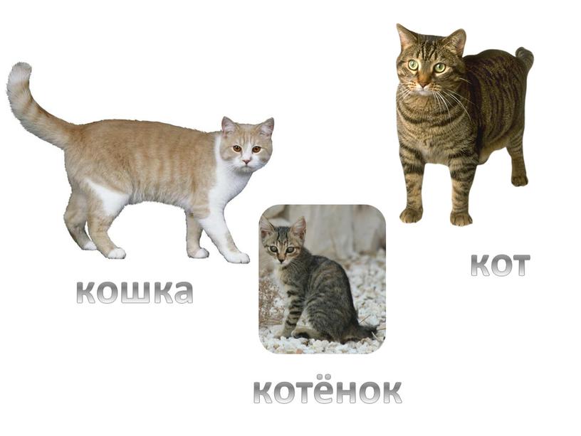 кошка кот котёнок