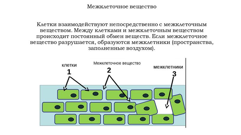 Межклеточное вещество Клетки взаимодействуют непосредственно с межклеточным веществом