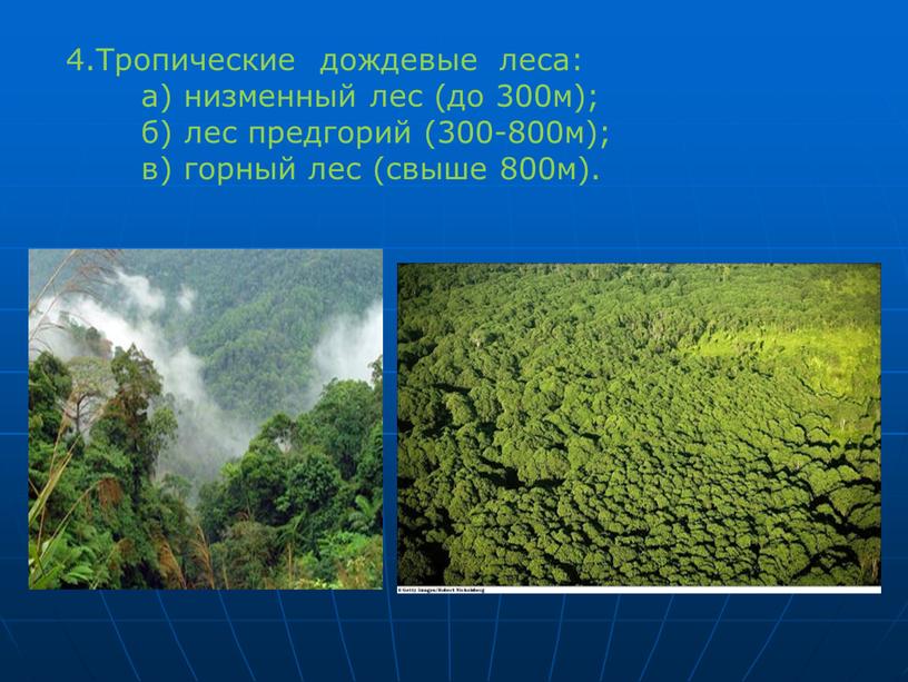 Тропические дождевые леса: а) низменный лес (до 300м); б) лес предгорий (300-800м); в) горный лес (свыше 800м)