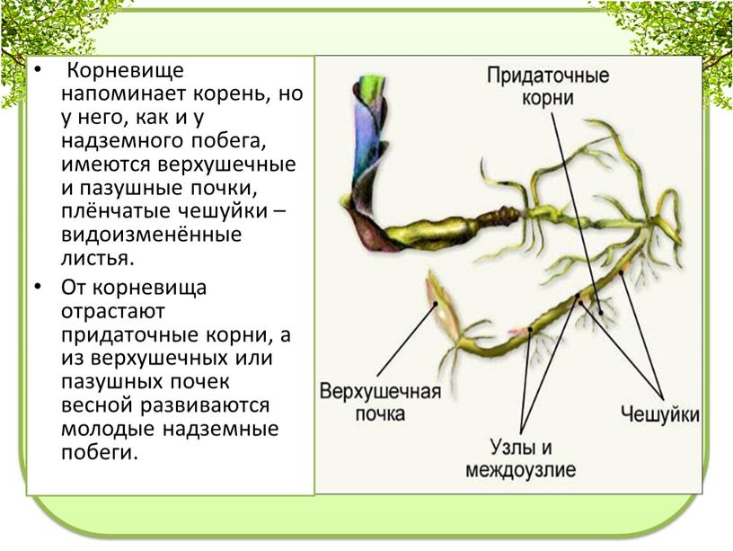 Корневище напоминает корень, но у него, как и у надземного побега, имеются верхушечные и пазушные почки, плёнчатые чешуйки – видоизменённые листья