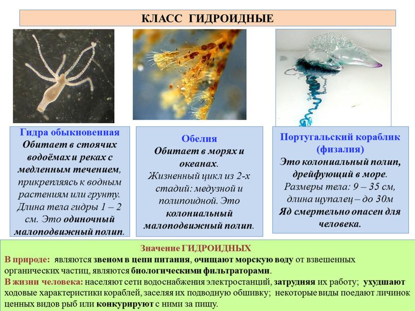 Португальский кораблик (физалия)